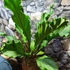 Kép 13/16 - Anthurium plowmanii, falapra erősítve