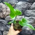 Kép 3/5 - Anthurium podophyllum