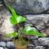 Kép 1/5 - Anthurium podophyllum