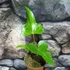 Kép 5/5 - Anthurium podophyllum