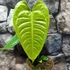 Kép 2/14 - Anthurium veitchii