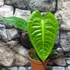 Kép 13/14 - Anthurium veitchii
