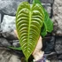 Kép 4/14 - Anthurium veitchii
