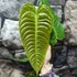 Kép 6/14 - Anthurium veitchii