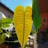 Kép 7/14 - Anthurium veitchii