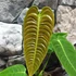 Kép 8/14 - Anthurium veitchii