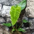 Kép 9/14 - Anthurium veitchii