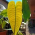 Kép 10/14 - Anthurium veitchii