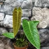 Kép 11/14 - Anthurium veitchii