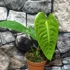 Kép 12/14 - Anthurium veitchii
