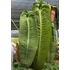 Kép 14/14 - Anthurium veitchii