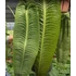 Kép 5/14 - Anthurium veitchii
