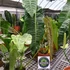 Kép 3/14 - Anthurium veitchii