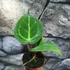 Kép 9/19 - Anthurium Crystallinum