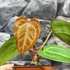 Kép 18/19 - Anthurium Crystallinum