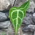 Kép 19/19 - Anthurium Crystallinum