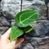 Kép 10/19 - Anthurium Crystallinum