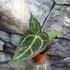 Kép 11/19 - Anthurium Crystallinum