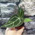 Kép 12/19 - Anthurium Crystallinum