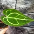 Kép 14/19 - Anthurium Crystallinum
