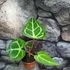 Kép 15/19 - Anthurium Crystallinum