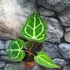 Kép 16/19 - Anthurium Crystallinum