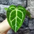 Kép 17/19 - Anthurium Crystallinum