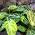 Kép 2/19 - Anthurium Crystallinum