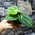 Kép 7/19 - Anthurium Crystallinum