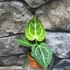 Kép 8/19 - Anthurium Crystallinum
