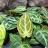 Kép 4/19 - Anthurium Crystallinum