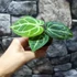 Kép 6/19 - Anthurium Crystallinum