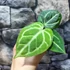 Kép 3/19 - Anthurium Crystallinum