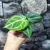 Kép 5/19 - Anthurium Crystallinum
