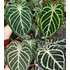 Kép 1/19 - Anthurium Crystallinum