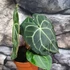 Kép 1/12 - Anthurium clarinervium