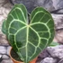Kép 2/12 - Anthurium clarinervium