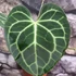 Kép 3/12 - Anthurium clarinervium