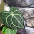 Kép 4/12 - Anthurium clarinervium