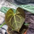 Kép 5/12 - Anthurium clarinervium