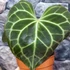 Kép 6/12 - Anthurium clarinervium