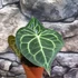 Kép 7/12 - Anthurium clarinervium