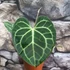 Kép 8/12 - Anthurium clarinervium