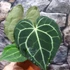 Kép 9/12 - Anthurium clarinervium
