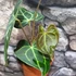 Kép 10/12 - Anthurium clarinervium