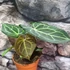 Kép 11/12 - Anthurium clarinervium
