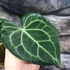 Kép 12/12 - Anthurium clarinervium