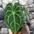 Kép 1/18 - Anthurium clarinervium