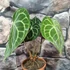 Kép 2/18 - Anthurium clarinervium