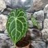 Kép 7/18 - Anthurium clarinervium
